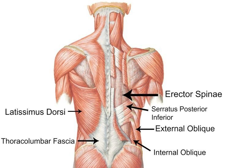 low back muscle